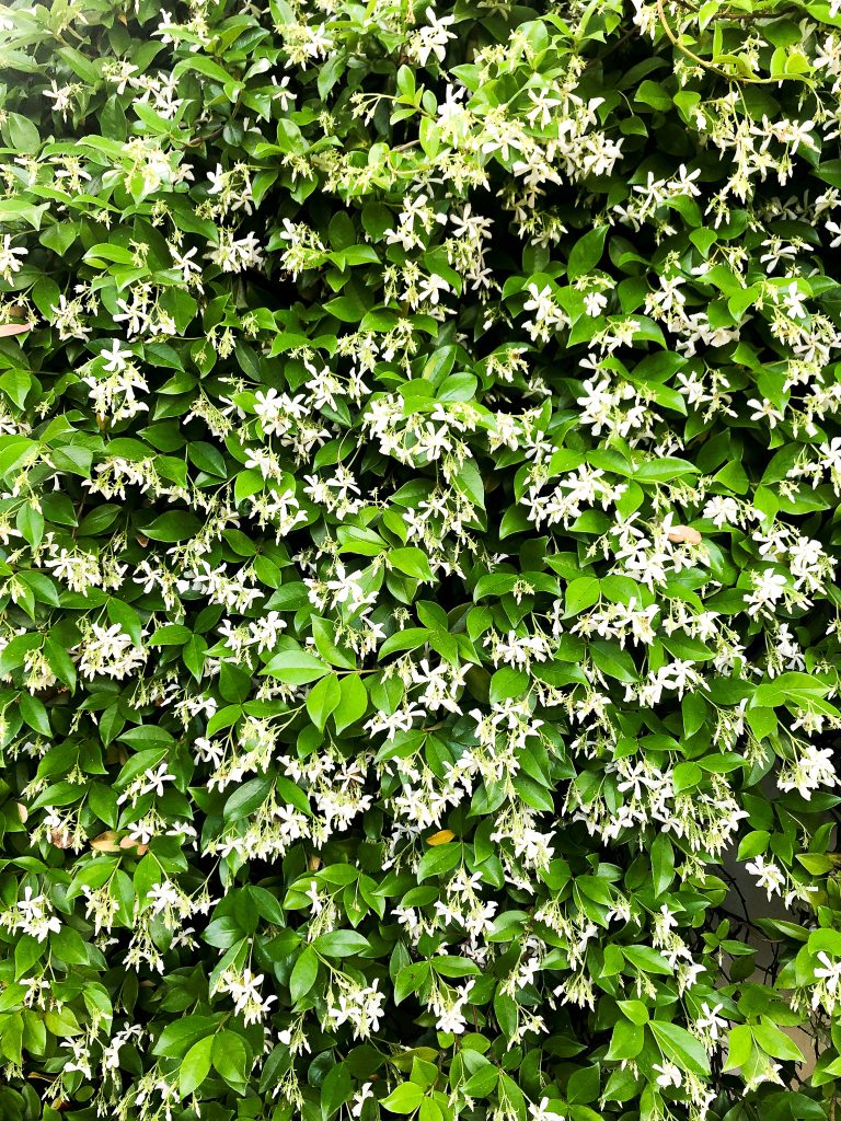 Jasmim… o cheiro da Primavera! Saiba aqui as suas propriedades terapêuticas.